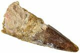 Fossil Spinosaurus Tooth - Real Dinosaur Tooth #301271-1